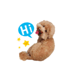 Didi - Poodle（個別スタンプ：1）