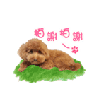 Didi - Poodle（個別スタンプ：5）