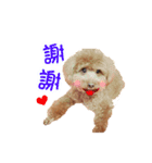 Didi - Poodle（個別スタンプ：6）