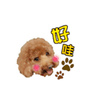 Didi - Poodle（個別スタンプ：7）