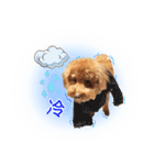 Didi - Poodle（個別スタンプ：8）