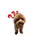 Didi - Poodle（個別スタンプ：9）