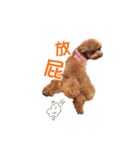 Didi - Poodle（個別スタンプ：12）