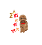Didi - Poodle（個別スタンプ：13）