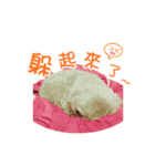 Didi - Poodle（個別スタンプ：14）