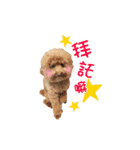 Didi - Poodle（個別スタンプ：16）