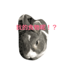 moon rabbit cc（個別スタンプ：1）
