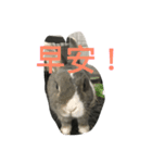 moon rabbit cc（個別スタンプ：2）