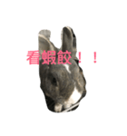 moon rabbit cc（個別スタンプ：3）