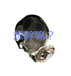 moon rabbit cc（個別スタンプ：5）