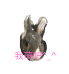 moon rabbit cc（個別スタンプ：6）