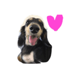 3064 dog（個別スタンプ：1）
