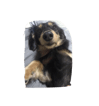 3064 dog（個別スタンプ：6）