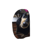 3064 dog（個別スタンプ：7）