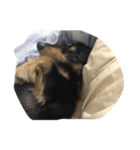 3064 dog（個別スタンプ：8）