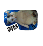 idiot nico（個別スタンプ：2）