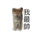 dog dog y（個別スタンプ：1）