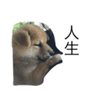 dog dog y（個別スタンプ：2）