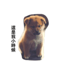 dog dog y（個別スタンプ：3）