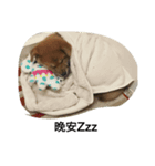 dog dog y（個別スタンプ：4）