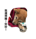 dog dog y（個別スタンプ：6）
