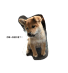 dog dog y（個別スタンプ：7）