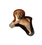 dog dog y（個別スタンプ：8）