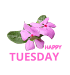 GREETING EVERYDAY（個別スタンプ：2）