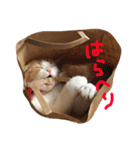 つなのスタンプ（個別スタンプ：22）