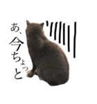 猫が見てる（個別スタンプ：1）