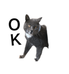 猫が見てる（個別スタンプ：3）