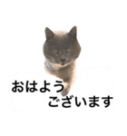 猫が見てる（個別スタンプ：4）