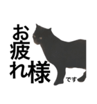 猫が見てる（個別スタンプ：5）