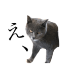 猫が見てる（個別スタンプ：6）