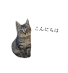 後藤家の猫（個別スタンプ：6）