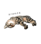 後藤家の猫（個別スタンプ：9）