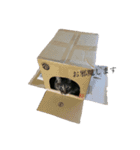 後藤家の猫（個別スタンプ：12）