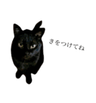 後藤家の猫（個別スタンプ：13）