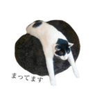後藤家の猫（個別スタンプ：14）