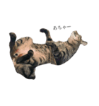 後藤家の猫（個別スタンプ：15）