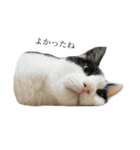 後藤家の猫（個別スタンプ：20）