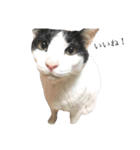 後藤家の猫（個別スタンプ：23）