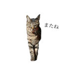 後藤家の猫（個別スタンプ：24）
