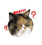 soimhadupet（個別スタンプ：1）