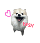 soimhadupet（個別スタンプ：4）