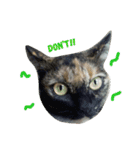 soimhadupet（個別スタンプ：6）