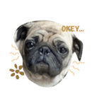 soimhadupet（個別スタンプ：9）