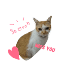 soimhadupet（個別スタンプ：11）