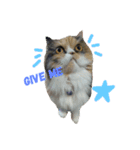 soimhadupet（個別スタンプ：12）