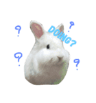 soimhadupet（個別スタンプ：13）